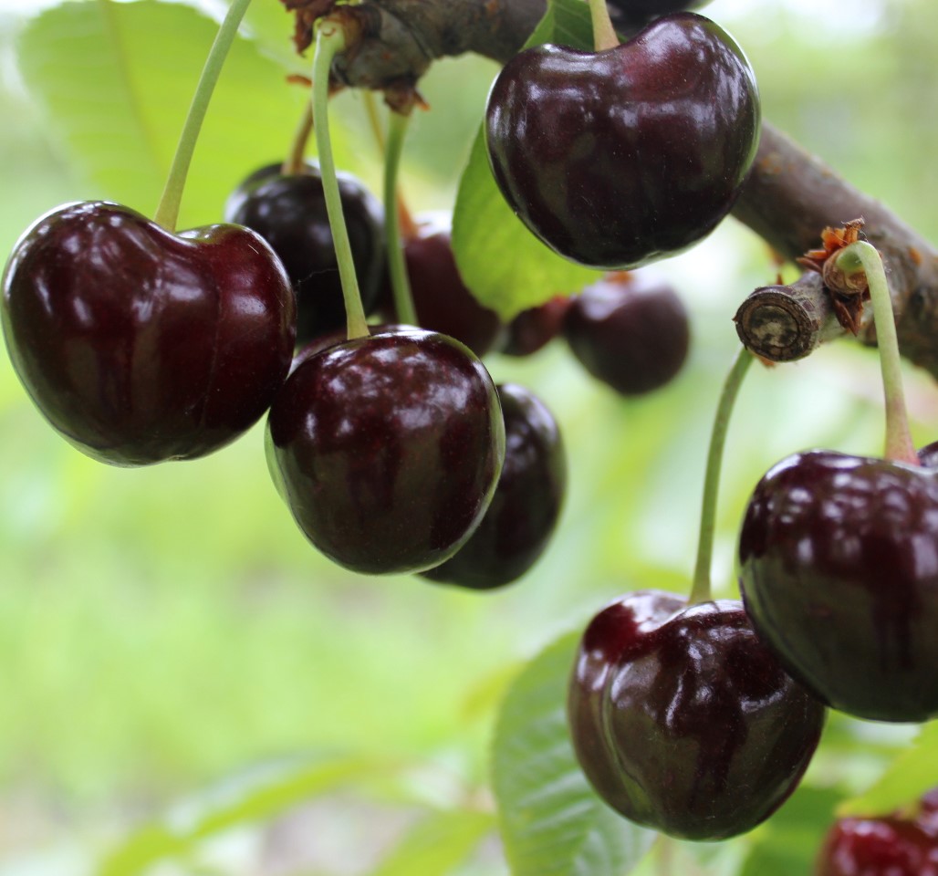 Черешня Кордия
