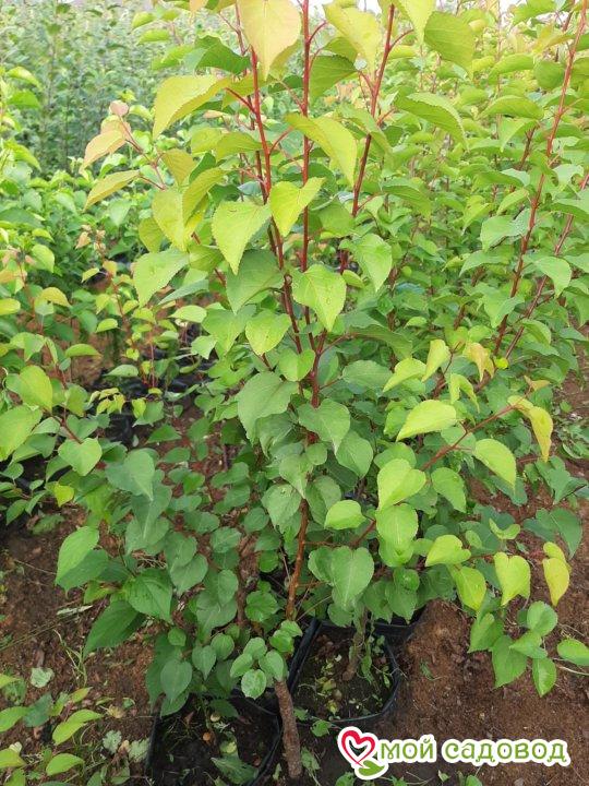 Абрикос Алитис